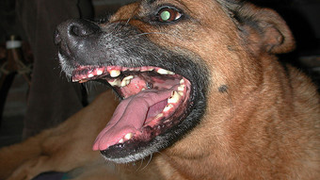 Stop Biting People, America's Dogs